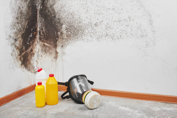Best Localized Mold Remediation (e.g., coastal areas, humid climates) in West New York, NJ