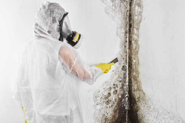 Best Black Mold Remediation in West New York, NJ