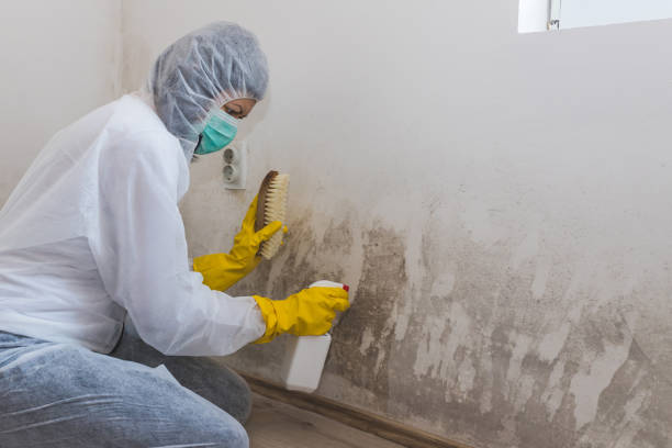 Best Insurance-Related Mold Remediation in West New York, NJ