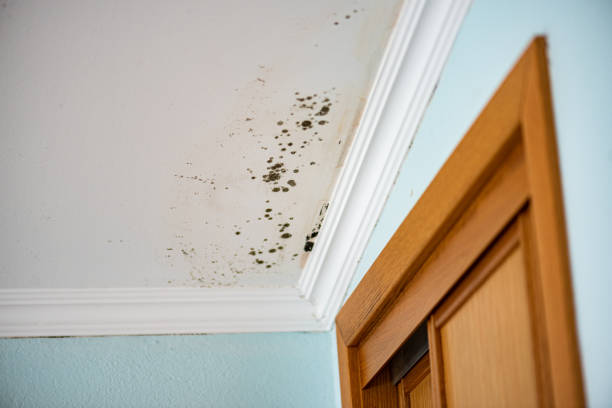 Best Bathroom Mold Remediation in West New York, NJ
