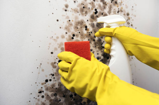 Best Mold Testing and Inspection Services in West New York, NJ