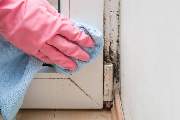 Best Emergency Mold Remediation in West New York, NJ