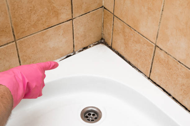 Trusted West New York, NJ Mold Remediation Experts